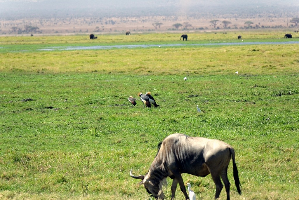 Kenia (168).jpg